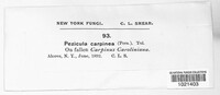 Pezicula carpinea image